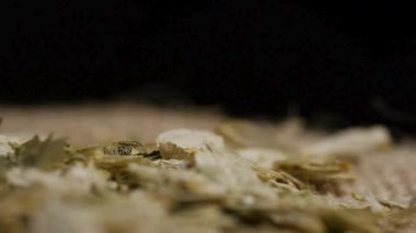 Bira üretim endüstrisi ve alkol üretim kavramları için çuval bezi dokusunda kurutulmuş hop yaprakları ve topaklardan oluşan uç makro kaplama.