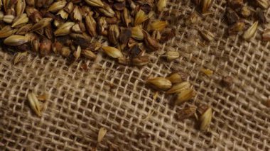 Kristal karamelli arpa taneleri, kehribar birası hazırlamak ve bira malzemesi üretmek için kırsal çuval bezi kumaşına saçılmış.