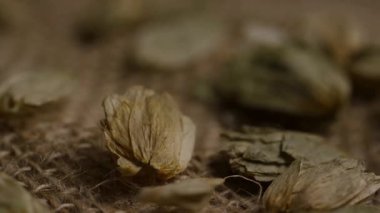 Kurumuş kozalaklar bira imalatı ve organik tarım endüstrisi kavramları için kırsal çuval bezi kumaşına saçılmış.