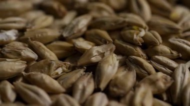 Soluk arpa taneciklerini kapatın. Tarım gıda endüstrisinde bira ve viski imalatı için dönen malt tanecikleri ve tahıl hasat işi kavramları.