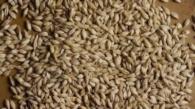 Yüzeyde yavaşça dönen soluk arpa tanelerinin yukarıdan görünüşü bira mayalamak ve sağlıklı besin kaynakları için temel bileşen.