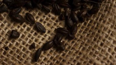 Koyu kavrulmuş çikolatalı malt taneleri sert çuval kumaş dokusuna saçılmış bira imalatçısı içki endüstrisi alkolü.