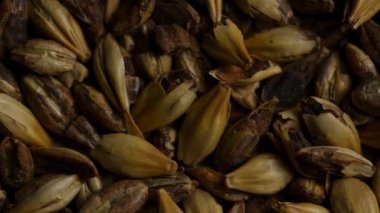 Bira veya tarım mayalamak için desen ve ayrıntıları gösteren yavaş dönen kuru soluk arpa tanelerini kapat