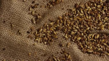 Kristal malt ya da kavrulmuş arpa tanelerinin tarımsal dokuyu gösteren kırsal çuval bezi kumaşına saçılmış üst görünümü