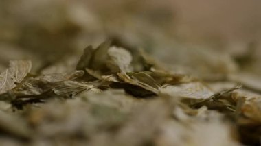 Ekstrem makro, bira demlemek için kullanılan kurumuş yeşil kozalakları yakın çekim görüntüsü. Detaylı organik yaprak dokusu ve damarlarını gösteriyor.