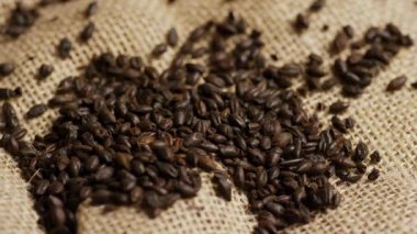 Koyu kavrulmuş çikolatalı malt taneleri iri bira yapmak için kullanılan kaba çuval bezi kumaşına saçılmış.