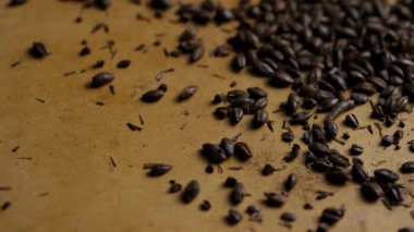 Kahverengi kağıt yüzeyine yayılmış koyu taneler ve kabuklar sığ alan derinliği ile kırsal tarımsal doku oluşturur.