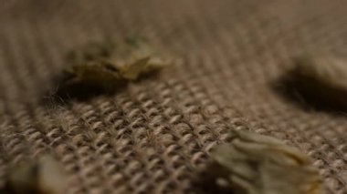 Kurumuş tek bir çiçek kabataslak kumaş üzerinde dinleniyor. Ilık ışıklandırmanın altında mayalanan malzeme dokusunu gösteriyor.