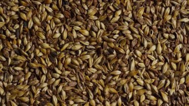 Yoğun bir şekilde paketlenmiş arpa taneciklerinin yukarıdan aşağı bakışı, tarımsal arka plan desenli üniformaları oluşturur.