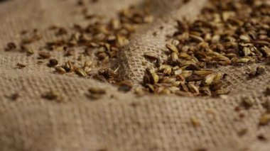 Dağınık arpa taneleri kalın çuval bezi kumaşında yatıyor ve ılık ışık altında kırsal tarım dokusu oluşturuyor.