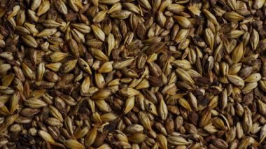 Kurumuş arpa taneciklerini yoğun bir şekilde doldurun. Sıcak doğal tonlarda tarımsal gıda dokusu oluşturun.