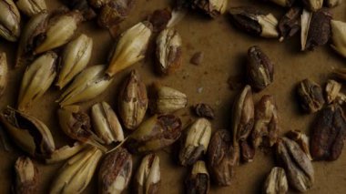 Kurumuş arpa kabukları kaba yüzeyde gevşek bir şekilde dağılmış ve sessiz doğal renklerle tarımsal gıda dokusu oluşturmuş.