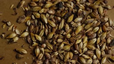 Düz yüzeyde yoğun bir şekilde dağılmış kuru arpa taneciklerinin yakın görüntüsü sıcak ışık altında doğal tarımsal gıda dokusu oluşturur.