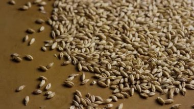 Gevşek arpa taneleri kısmen yayılmış ve pürüzsüz yüzeyde kümelenmiş ve minimum tarımsal gıda dokusu oluşturmuş.