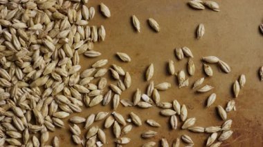 Arpa taneleri tarımsal konseptte kırsal yüzeye saçılmış durumda.