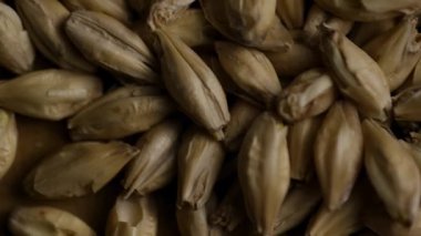 Arpa taneciklerini birbirine yaklaştırarak doğal tarımsal dokuyu oluştururlar.