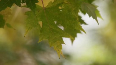 Tek bir yeşil ve sarı akçaağaç yaprağının, sonbahar güneşinde bir dalda yavaşça sallanmasının ayrıntıları bulanık bir arka plana karşıdır.