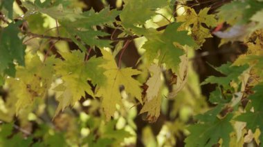 Yeşil ve sarı akçaağaç yapraklarının yakın görüntüsü. Kurumuş kahverengi kenarlı. Sonbahar mevsiminin zirvesinde rüzgarda sallanan bir ağaç dalı.