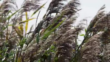 Uzun yaban kamışları ve kabarık tepeli bataklık otları güçlü rüzgarda güçlü bir şekilde esiyor. Parlak gökyüzünün altında doğal sulak bir ortamda.