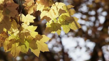 Parlak sarı akçaağaç yaprakları, güneşli bir sonbahar gününde parkta rüzgarda hafifçe hareket eden bir dalda güneş tarafından aydınlatılır.