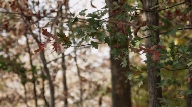 Sonbahar mevsiminde, bulanık bir orman ortamında dallardan sarkan meşe yapraklarının yeşilden kahverengiye ve kırmızıya geçişini gösteren yakın bir manzara.