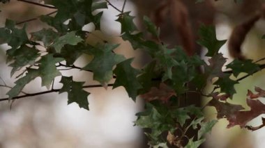 Koyu yeşil ve kırmızımsı meşe yapraklarının karamsar görüntüsü yazın sonbahardan sonbahara geçişi sırasında yumuşak bir bokeh arkaplan ile loş bir ormanda doğanın sessiz güzelliğini yansıtıyor.