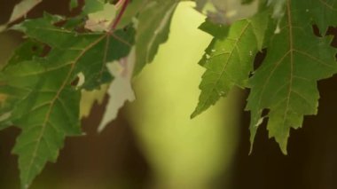 Yeşil akçaağaç yapraklarının detaylı görüntüsü doğal böcek hasarı ve yumuşak bir arka planla verimli bir yaz ormanındaki dalda yavaşça sallanan delikler.