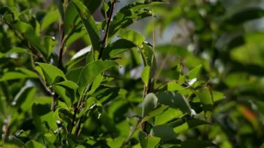 Bereketli bir ağacın dalındaki canlı yeşil yapraklar rüzgarda hafifçe sallanırken güneş ışığı huzurlu bir doğal ortamda yaprakların arasından süzülüyor.