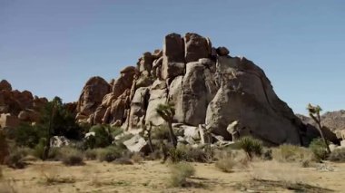 Joshua Trees 'in ikonik manzarası ve açık mavi gökyüzünün altında geniş granit kaya oluşumları çöl manzarasında.