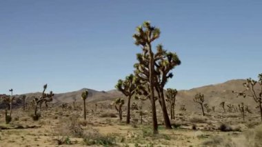 Kaliforniya 'da açık mavi bir gökyüzü altında tepeleri ve dağları olan bir çöl manzarasında birçok Joshua ağacının yanından geçerken çekilen çekim.