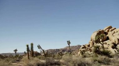 Eşsiz Joshua ağaçlarıyla çorak çöl manzarası ve güzel bir milli parktaki parlak mavi gökyüzünün altında büyük kaya oluşumları.