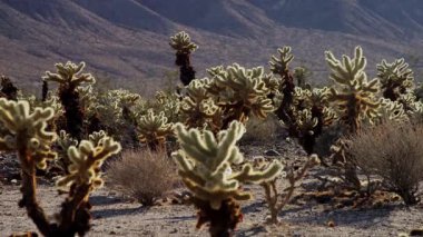 Kumlu çöl toprağında yetişen pek çok cholla kaktüsünün detaylı görüntüsü ve yumuşak arka planda dağlar.