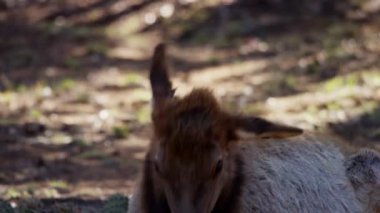 Genç bir geyik yavrusu orman zemininde rahatça dinlenirken burnunu yalıyor ve kafasını doğaya yatırıyor.