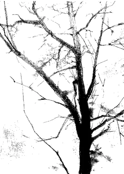 Ağaç gövdesi silüeti