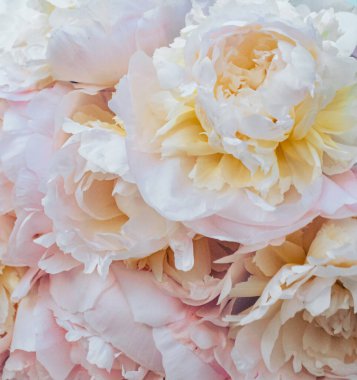 Şakayık çiçeklerine yakın çekim