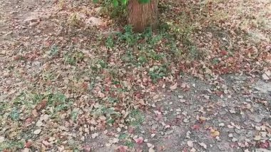 Kuru düşen sonbahar yapraklarıyla kaplı Ağacın Altındaki Zemin