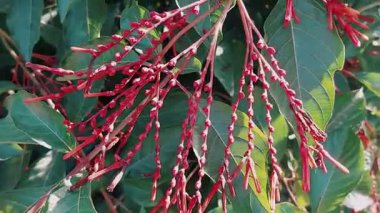 Çiçek açan, kırmızı pembemsi çiçekli çalıya yakın çekim