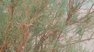 Yoğun Tamarisk Çalı içinde Kuş Avcılığı Yakından Görünümü