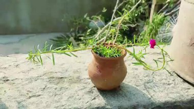 İki Terracotta Tenceresi Açan Portekiz Fabrikalarını Gösteriyor