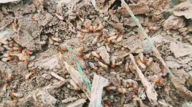 Çamur Tünelinde Karışık Termit Kolonisinin Aşırı Yakın Çekimi