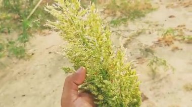 Jawar Ka Sitta 'nın Yakın Görüntüsü Taze Tahıl Hasadı