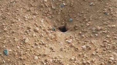 Sandy Kırmızısı Kahverengi Topraklar 'da Aktif Karınca Tepesi