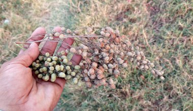 Benzersiz Kümelenmiş Ağaç Tohumları Yakından Görünümü