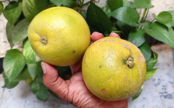 Taze Yeşil ve Sarı Üzümlerin Yakından Çekimi