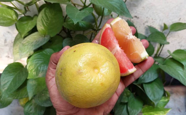 Pembe ve Solgun Segmentli El Tutuşu Sarımsı Meyve