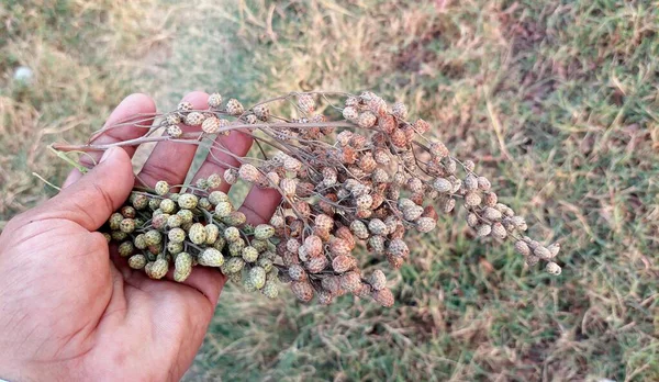 Benzersiz Kümelenmiş Ağaç Tohumları Yakından Görünümü