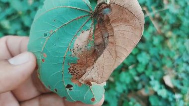 Böcek ve Mantar Etkinliğini Gösteren İki Ton Yaprağının Yakın Görüntüsü