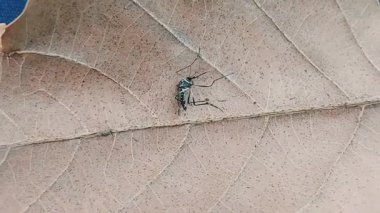 Kuru kahverengi yaprak yüzeyinde dinlenen sivrisinekler.