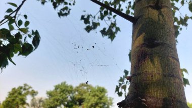 Karmaşık örümcek ağı mavi gökyüzüne karşı sıkışmış böceklerle parıldıyor.