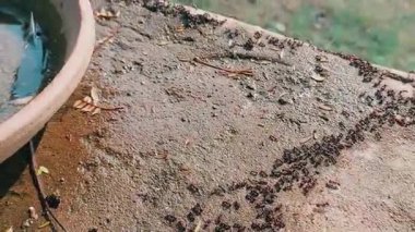 Kil kasesinin etrafında su içen karıncaları gösteren videoyu kapat